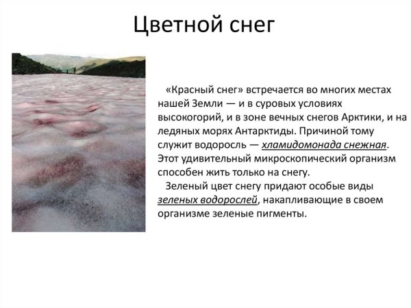 Красный снег водоросли