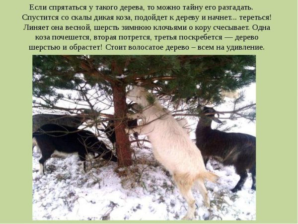 Загадочные истории по н Сладкову