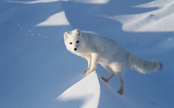 Медновский песец Северное сияние
