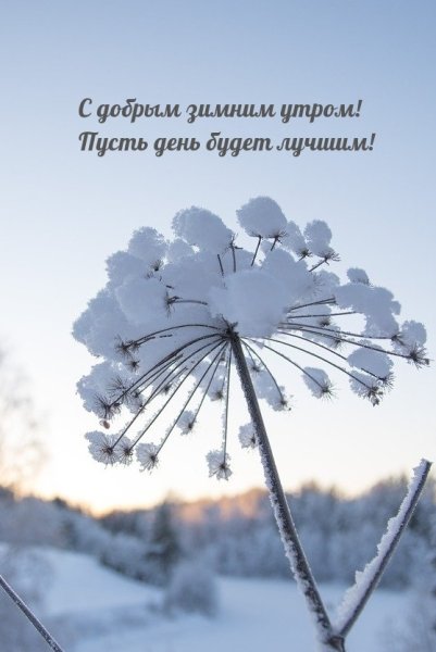 Прекрасного снежного утра и отличного настроения