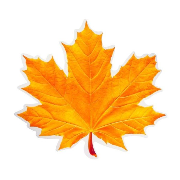 Красивые осенние листочки