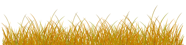 Осенняя трава на прозрачном фоне