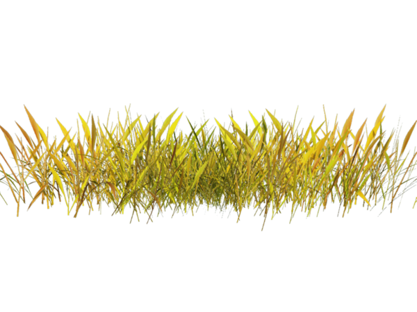 Осенняя трава