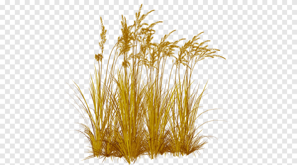Сухая трава на прозрачном фоне