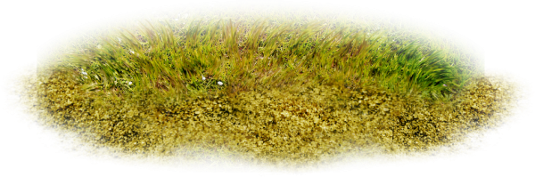 Осенняя трава на прозрачном фоне