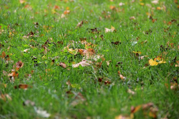 Осенняя трава