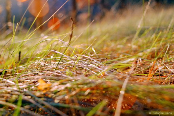 Травка осенью