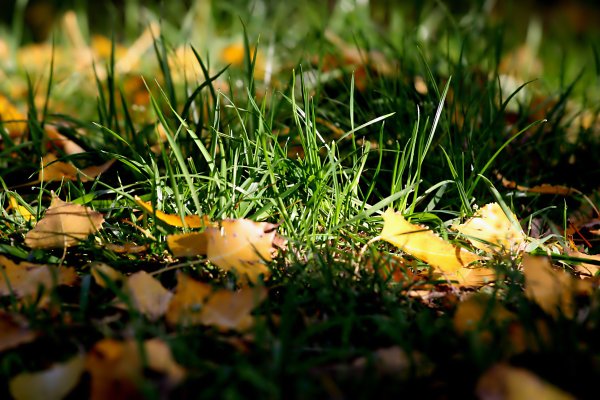 Трава осенью