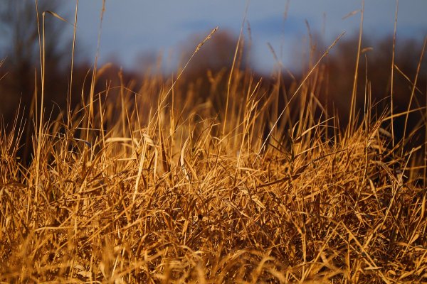 Осенняя трава