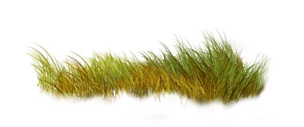 Сухая трава на прозрачном фоне