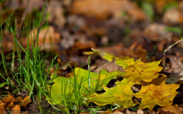Листья осенним лежат на траве