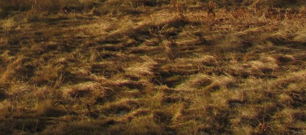 Осенняя трава для фотошопа