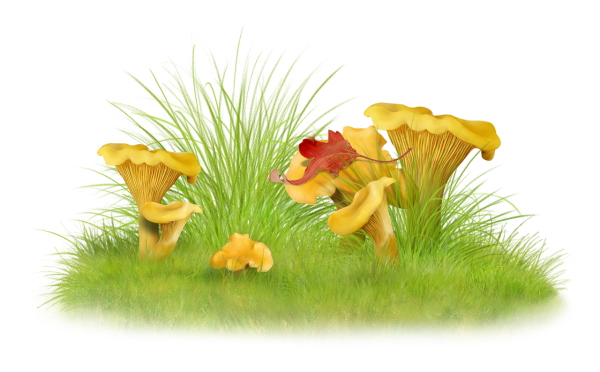 Лесные грибы на прозрачном фоне