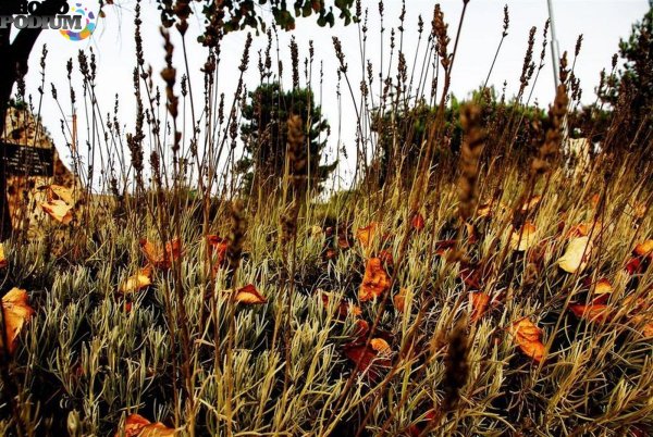 Увядание травы осенью