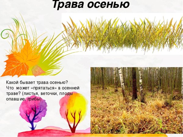 Растения осенью презентация для дошкольников