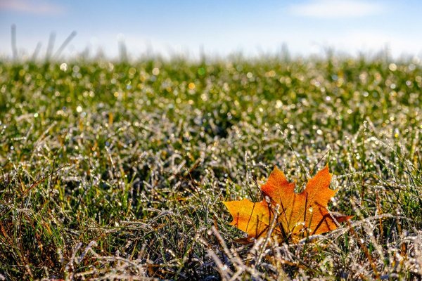 Осенний луг