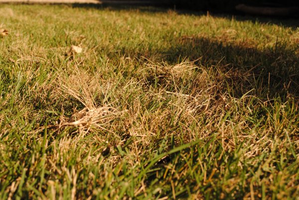 Сухая трава на газоне