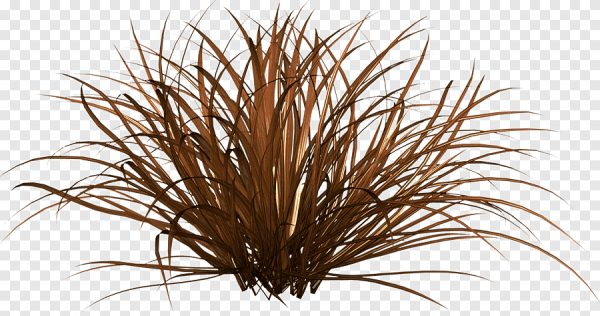 Сухая трава на прозрачном фоне