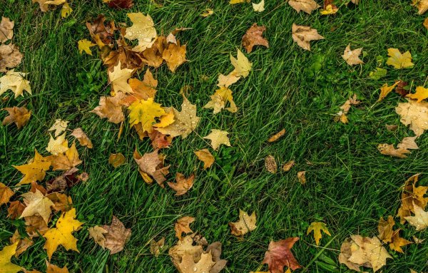 Осень листья