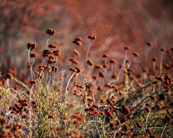 Трава осенью