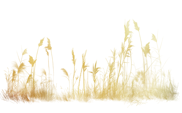Сухая трава на прозрачном фоне
