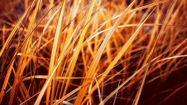 Желтая трава