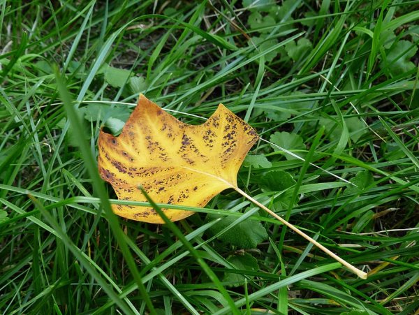 Листья травы