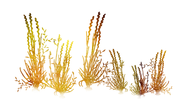 Осенняя трава