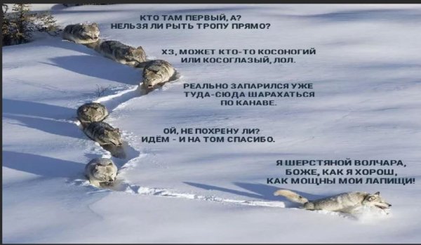 Шерстяной волчата Мем