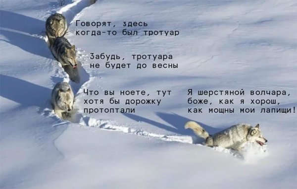 Волки идут по снегу