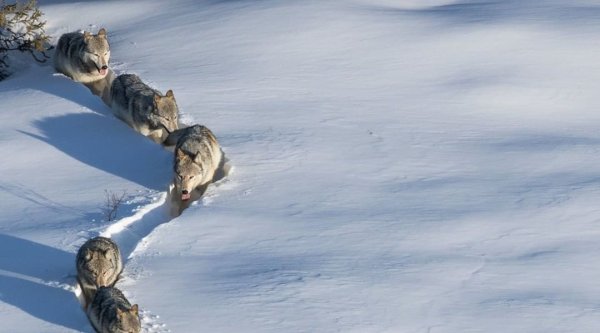 Волк лапищи