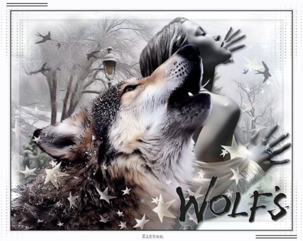 Волк тоскует по волчице