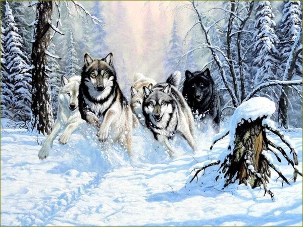 Бегущая стая Волков
