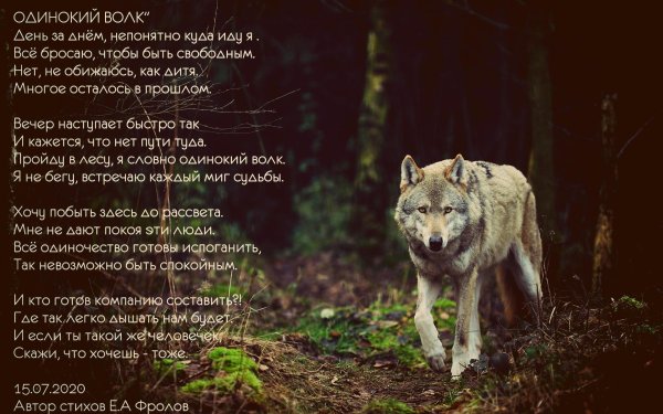 Волк одиночка - Статусы