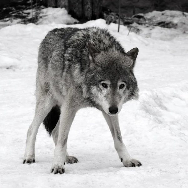 Стихи про Волков