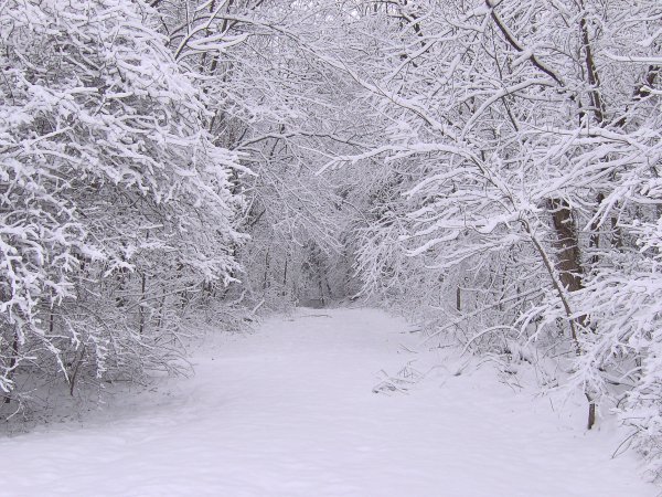 Падающий снег в лесу