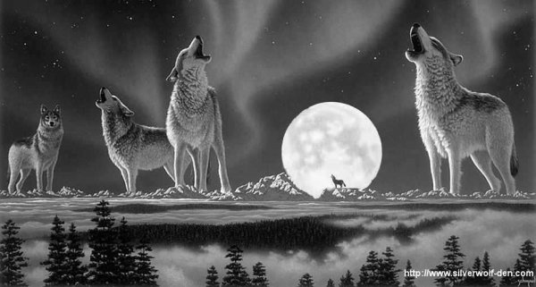 Стая Волков воет на луну