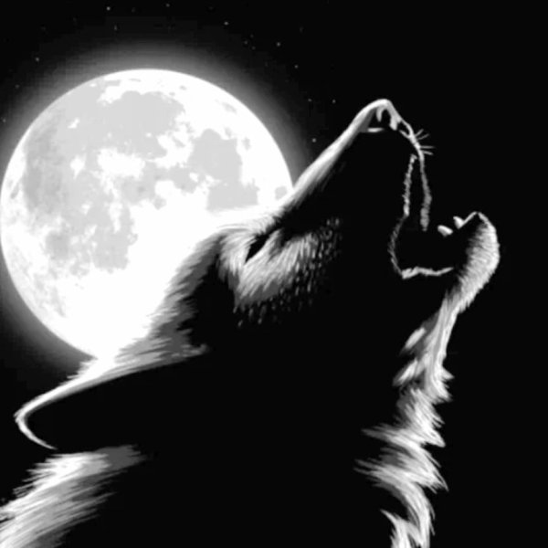 Волк воет на луну
