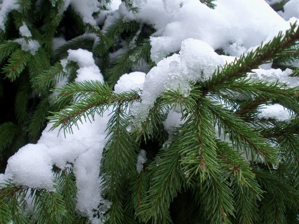 Елка в снегу