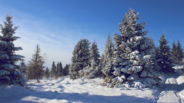 Ель в снегу