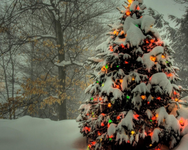 В новогоднем лесу