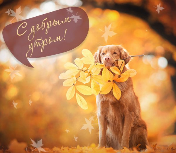 Доброе осеннее утро