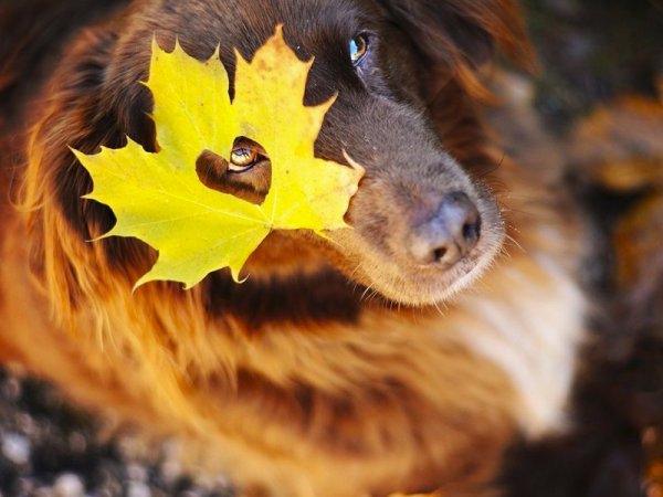 Доброе утро осень прикольные