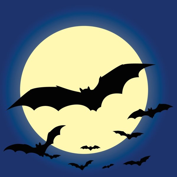 Летучая мышь и Луна ночью