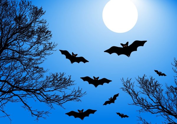 Летучая мышь обои