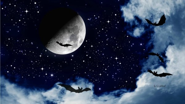 Луна и летучие мыши