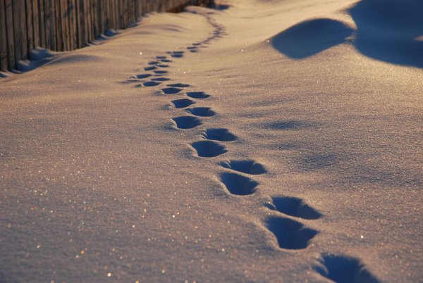 Следы на снегу