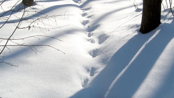 Следы на снегу