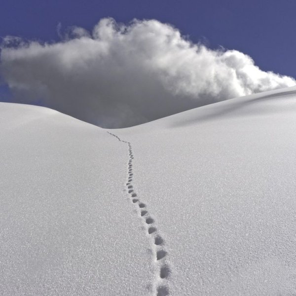 Минимализм следы на снегу