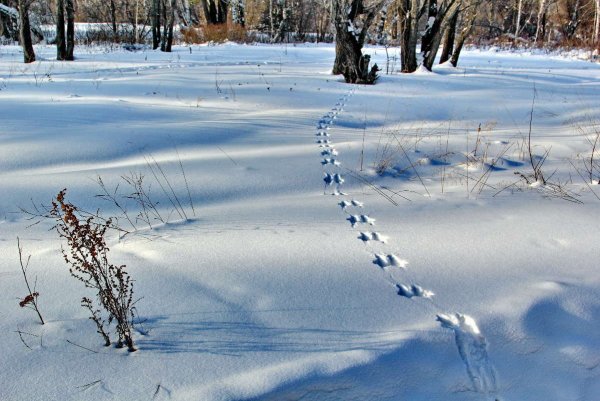 Следы на снегу